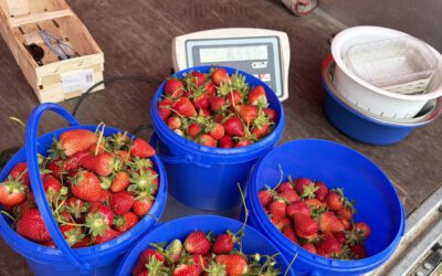 Erdbeeren sammeln